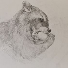 Studie 1 vaskebjørn